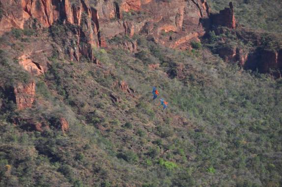 Casal de araras faz um voo espetacular sobre a Chapada dos Guimarães, em Mato Grosso